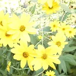 Lejlighed Fields *