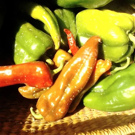 Apartament Fields Padwa