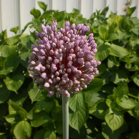 Lejlighed Fields Padova