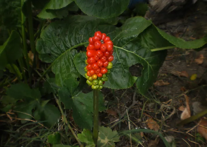 Апартаменты Fields