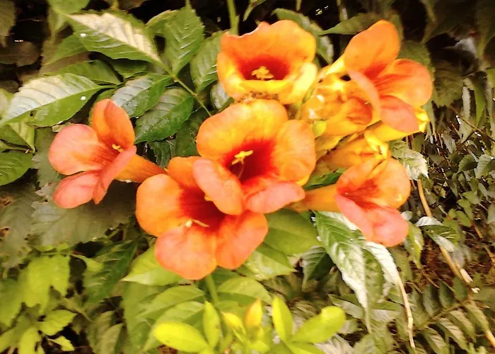 Апартаменты Fields *